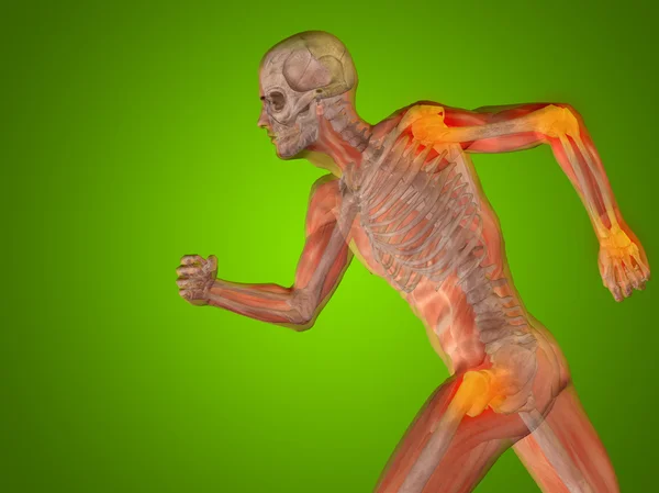 Anatomía del hombre humano — Foto de Stock