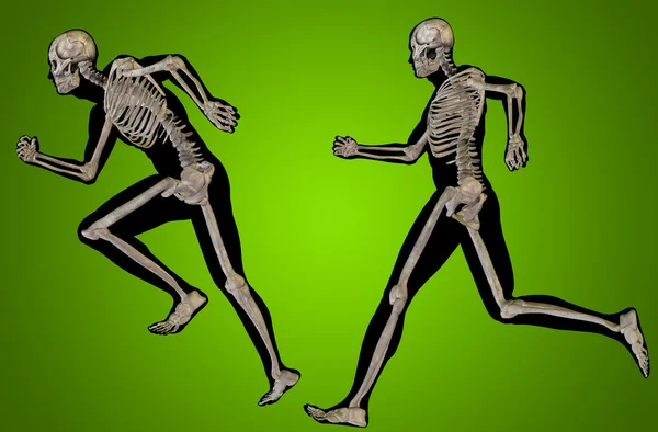 Human skeletons, transparent bodies — Stock Photo, Image