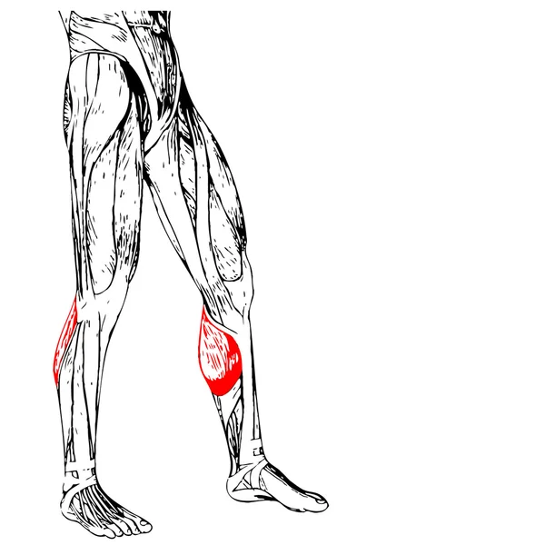 Ανθρώπινη χαμηλότερα πόδια ανατομία — Φωτογραφία Αρχείου