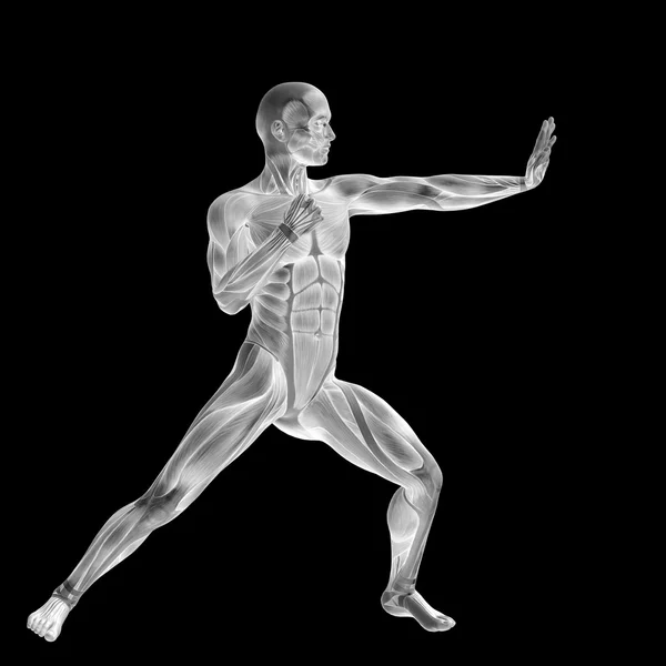 Mensch mit Muskeln für anatomische Entwürfe. — Stockfoto