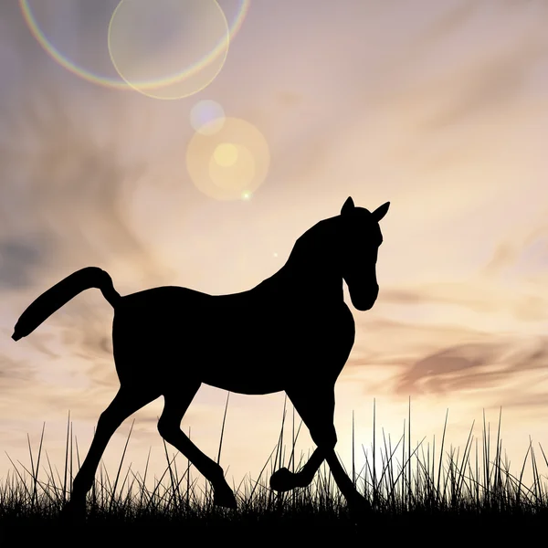 Όμορφο μαύρο άλογο σιλουέτα — Φωτογραφία Αρχείου