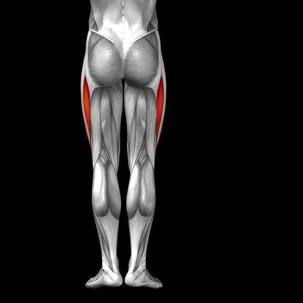 Anatomia humana das pernas superiores — Fotografia de Stock