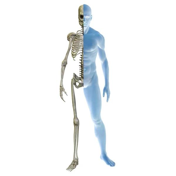 Human conceptual anatomy — Stock Photo, Image