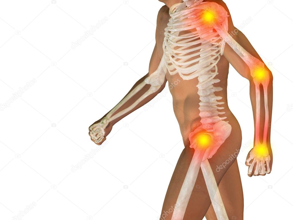 human man anatomy 