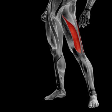 insan üst bacaklar anatomisi 