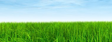 Taze ve doğal çim sahası 