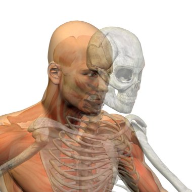 Kemikler ve yüz anatomisi 