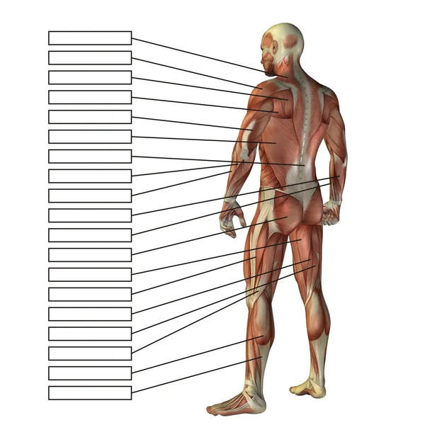 Ο άνθρωπος με τους μυς και το πλαίσιο κειμένου — Φωτογραφία Αρχείου
