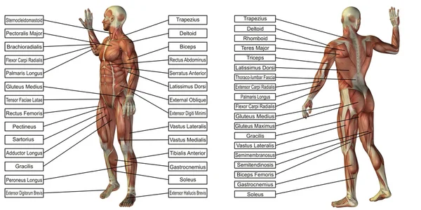 Anatomi manusia konseptual — Stok Foto