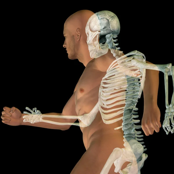 Anatomy with bones and face — Stock Photo, Image