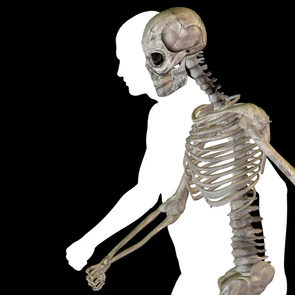 Anatomy with bones and face — Stock Photo, Image