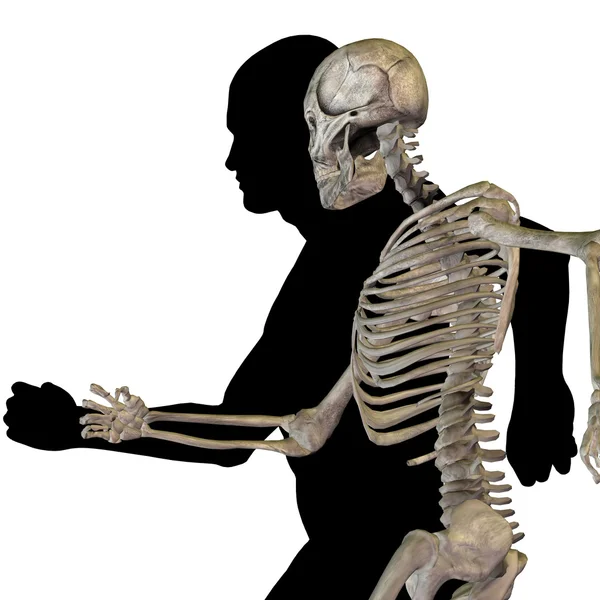 Анатомия с костями и лицом — стоковое фото