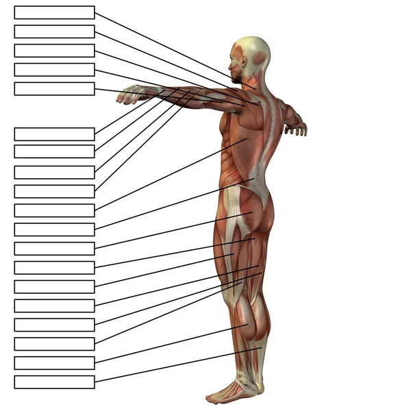 人与肌肉和文本框 — 图库照片