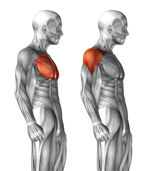 Anatomia człowieka klatki piersiowej — Zdjęcie stockowe