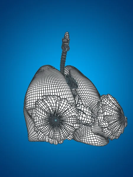 Wireframe mesh respiratory system — Stock Photo, Image