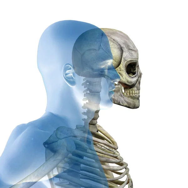 Anatomía con huesos y cara — Foto de Stock