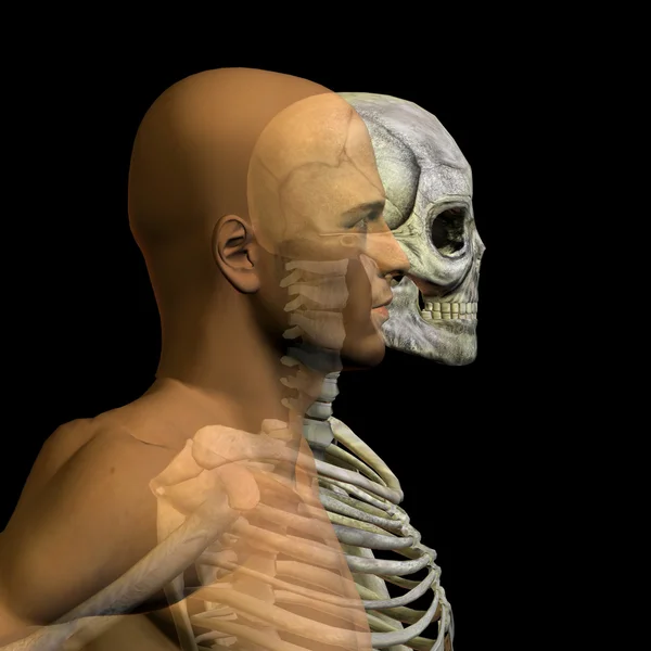 Anatomía con huesos y cara — Foto de Stock