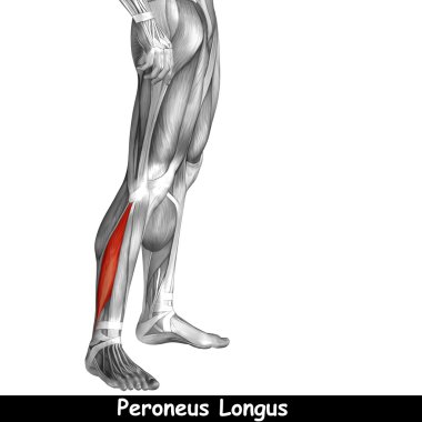insan alt bacaklar anatomisi 
