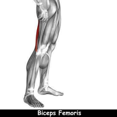 insan üst bacaklar anatomisi 