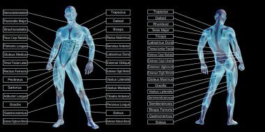 kavramsal insan anatomisi
