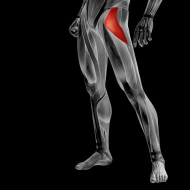 insan üst bacaklar anatomisi 