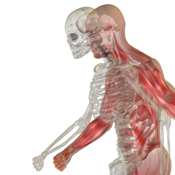 Anatomie met botten en gezicht — Stockfoto