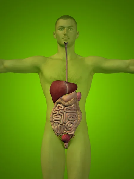 Sistema digestivo humano — Foto de Stock