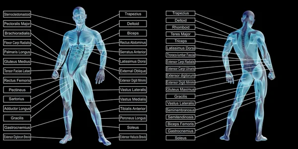 Anatomi manusia konseptual — Stok Foto