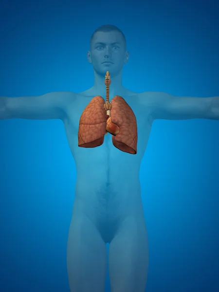 人类呼吸道系统 — 图库照片