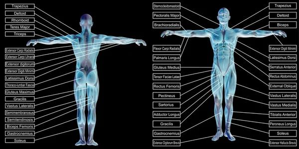 Anatomia umana concettuale — Foto Stock