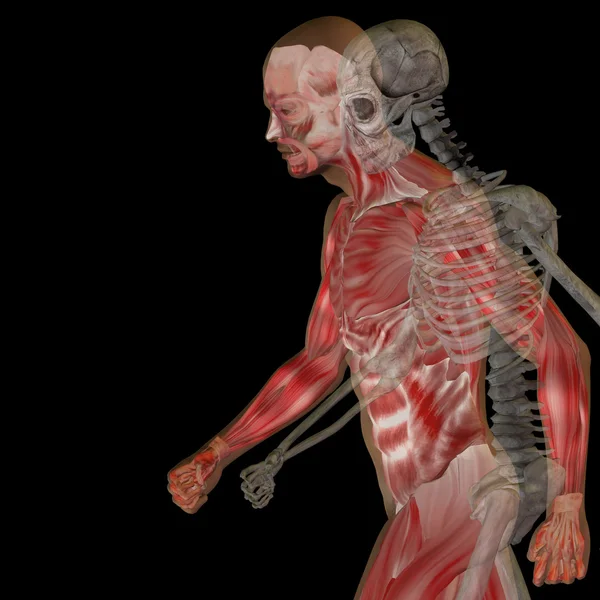 Анатомія з кістками та обличчям — стокове фото