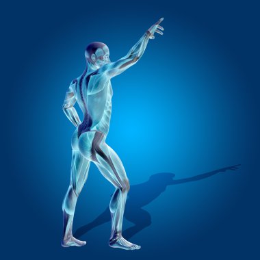  Anatomi vücut kasları ile