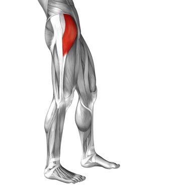 insan üst bacaklar anatomisi