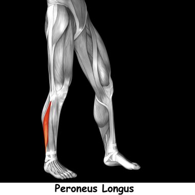 insan alt bacaklar anatomisi 