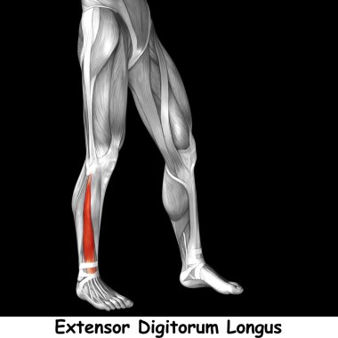 insan alt bacaklar anatomisi 