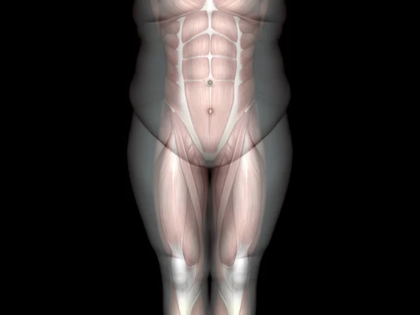 Толстый лишний вес против стройного человека — стоковое фото