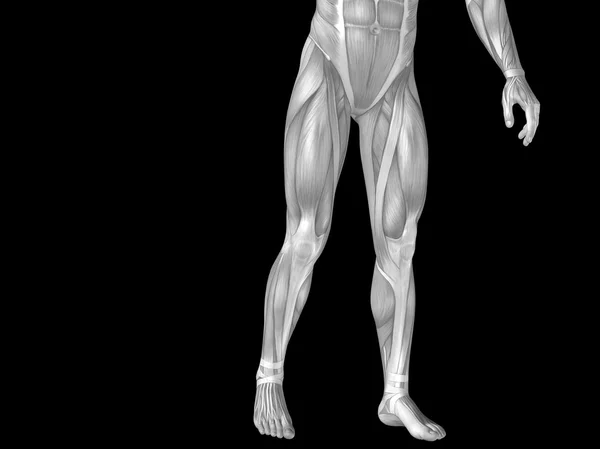 Κάτω μέρος του σώματος με τους μυς — Φωτογραφία Αρχείου