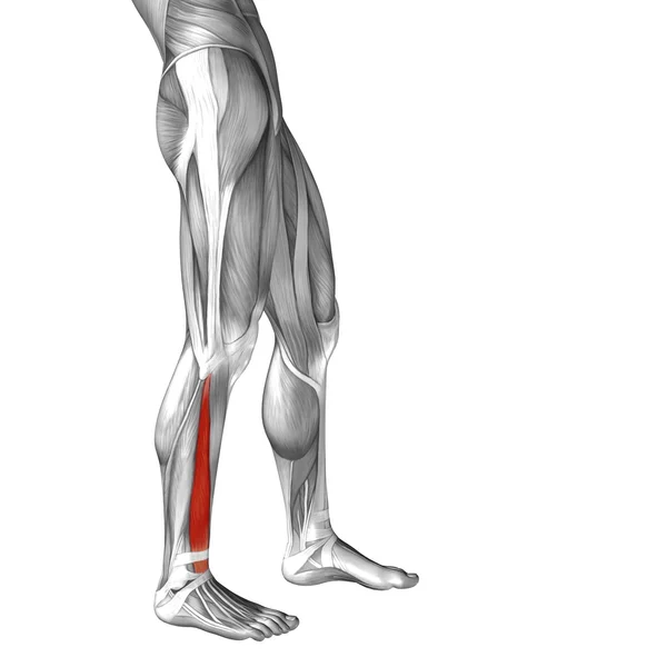 Анатомия нижней ноги человека — стоковое фото