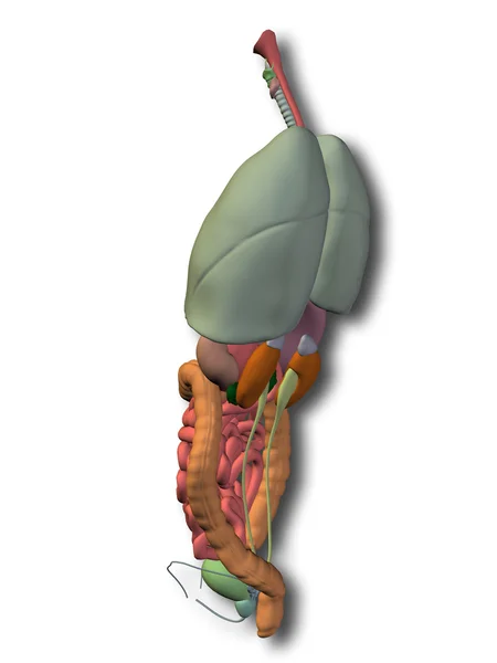 Internal abdominal organs — Stock Photo, Image