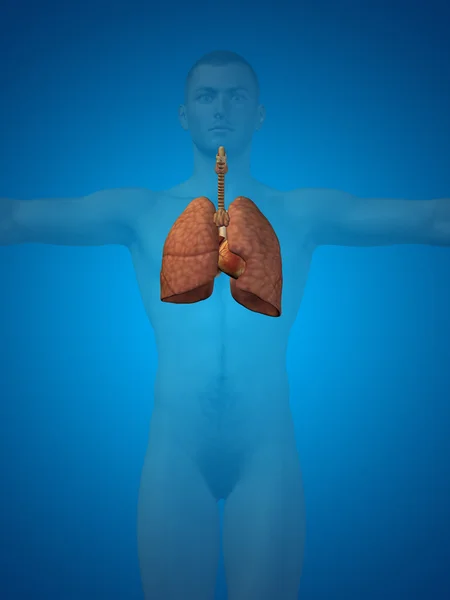 Menselijke ademhalingswegen — Stockfoto