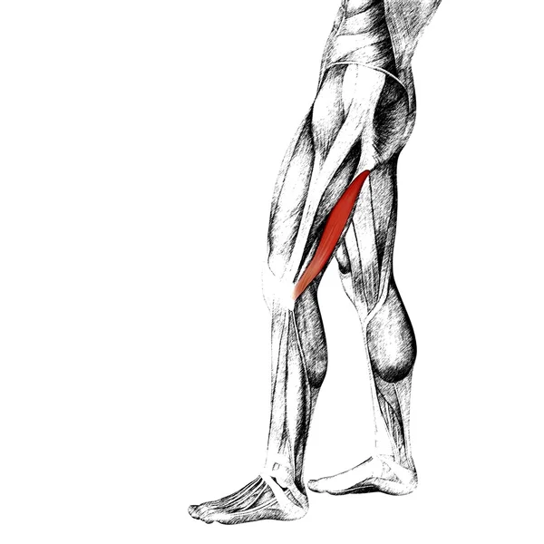 Anatomie der menschlichen Oberbeine — Stockfoto