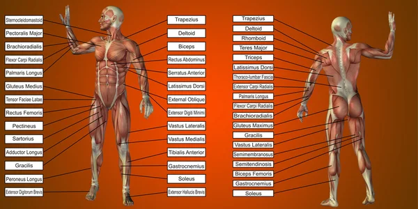 Anatomia człowieka z tekstem — Zdjęcie stockowe