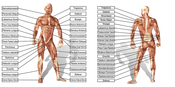 Uomo muscoli anatomia con testo — Vettoriale Stock