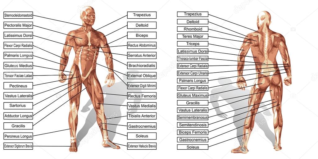 man muscles anatomy with text