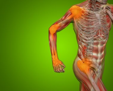 kavramsal insan anatomisi