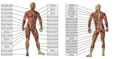 adam anatomisi ve kas metin kutuları 