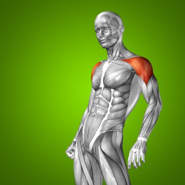 Göğüs insan anatomisi 