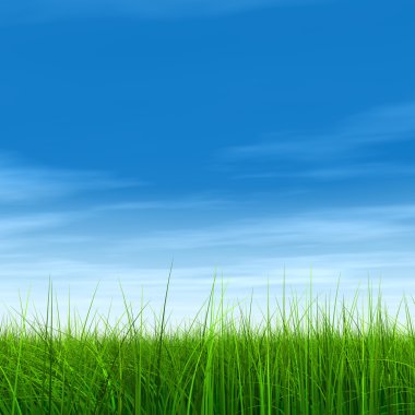 çimen tarlası ve mavi gökyüzü