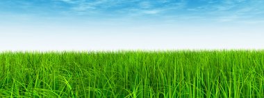 çimen tarlası ve mavi gökyüzü