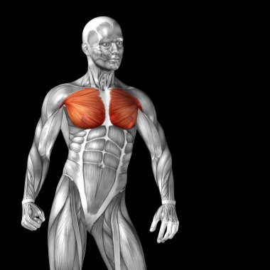 Göğüs insan anatomisi 